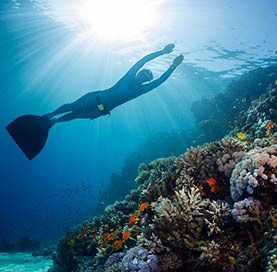 Snorkeling à Los Arcos de Cabo San Lucas
