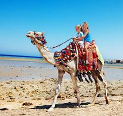 What I can do in Los Cabos in December - Camel Safari