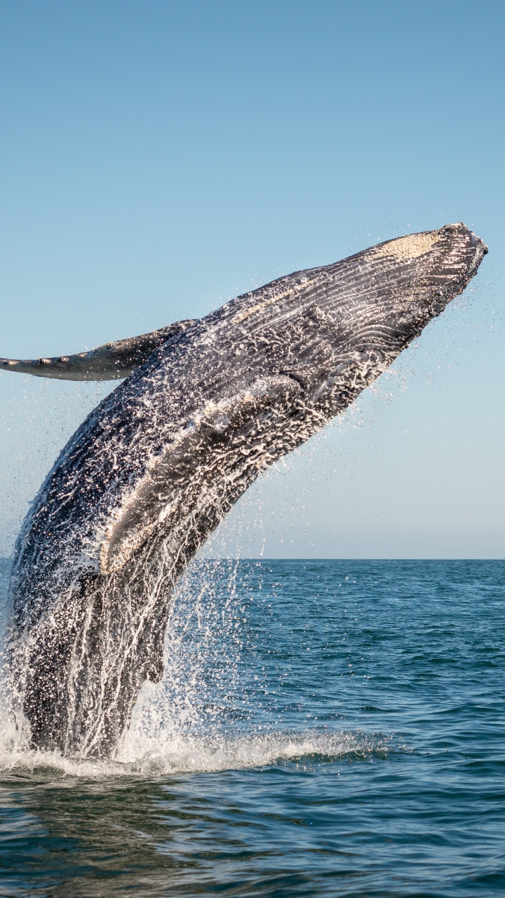 See Majestic Whales 