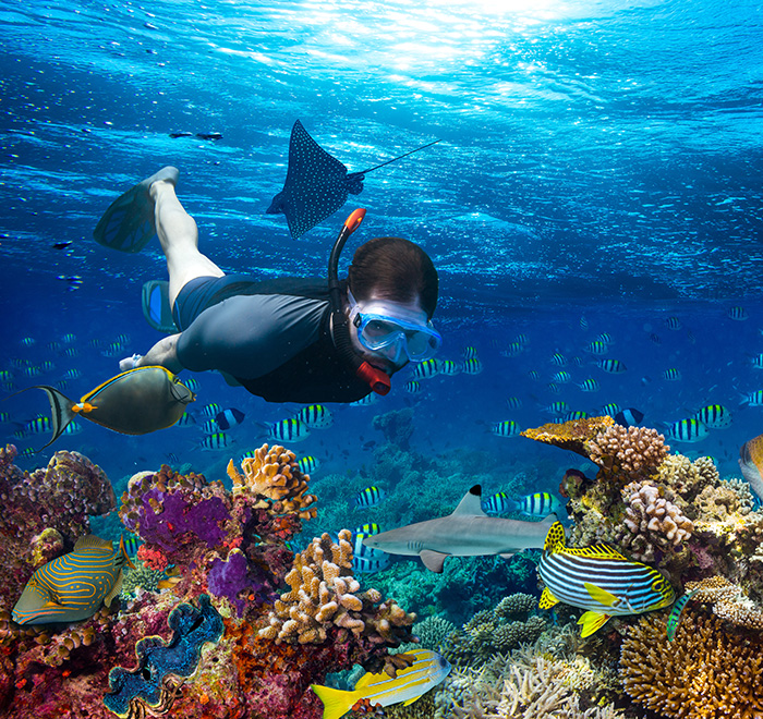Cabo Pulmo Marine Preserve Explore The Lush Coral Reefs