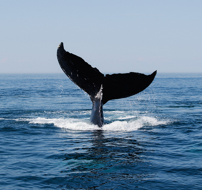 THE 10 BEST Fort Myers Beach Whale Watching & Dolphin Tours